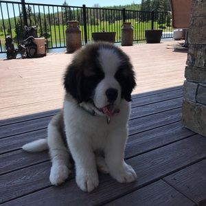 Meet your Posher, Heidi